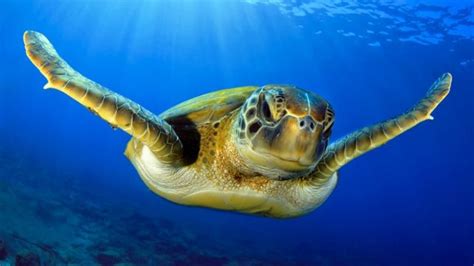 Por qué casi el 100% de las tortugas verdes marinas son hembras (y qué ...