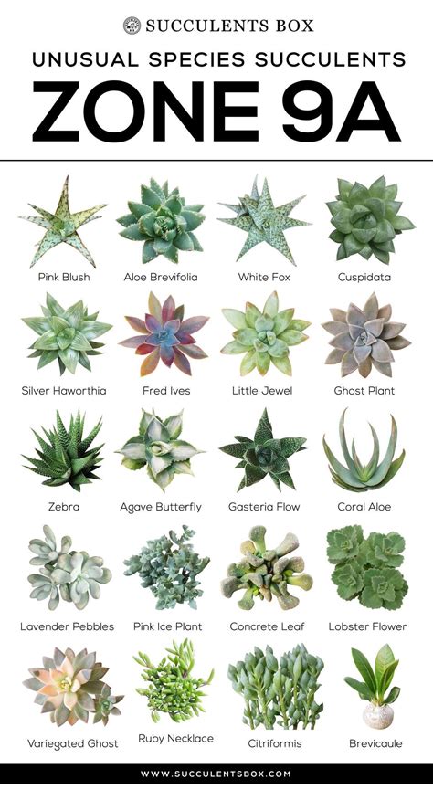 Choosing Succulents for Zone 9 CALIFORNIA, FLORIDA & ARIZONA | Types of ...