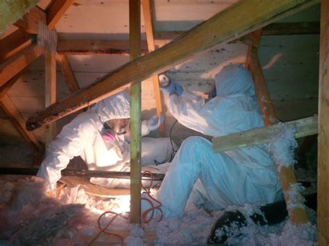 Attic Mold Removal Toronto | Mold Removal Services | CRS