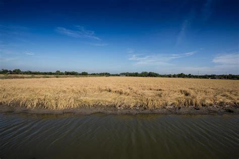 Golden paddy rice field ready for harvest 9637923 Stock Photo at Vecteezy