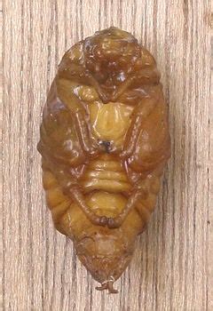 Pupa - New World Encyclopedia