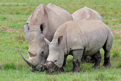 White rhinoceros feeding 718166 Stock Photo at Vecteezy