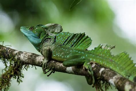 Green Basilisk / Plumed Basilisk Care Sheet | Reptiles' Cove