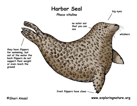 Seal (Harbor)