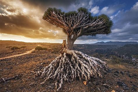 Where Is Socotra Located? - WorldAtlas