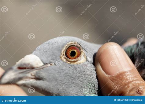 Close Up Beautiful Detail of Homing Pigeon Eyes Stock Photo - Image of duiven, eyesight: 165631030