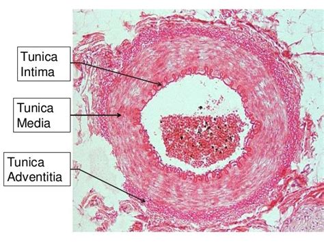 Blood Vessel Histology Labeled | Images and Photos finder