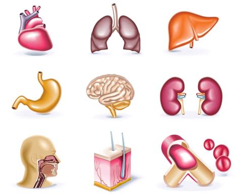 Obesity and Organ Damage - New You Sleeve