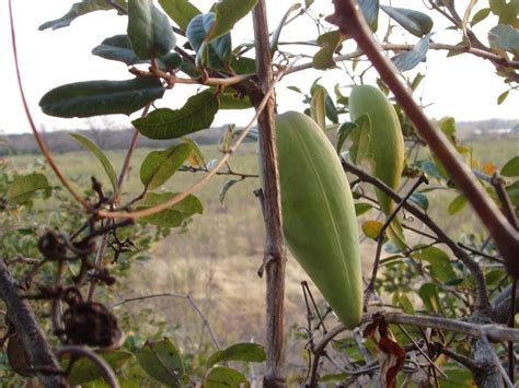 Honeyvine Milkweed | College of Agriculture, Forestry and Life Sciences ...