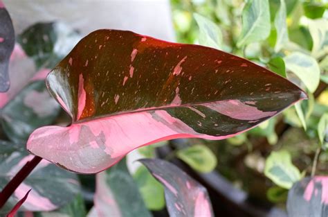 Pink Princess Philodendron Care Guide | Just Houseplants