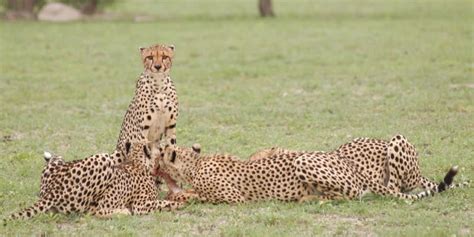 Safari Logistics | Mana Pools National Park | UNESCO World Heritage Site