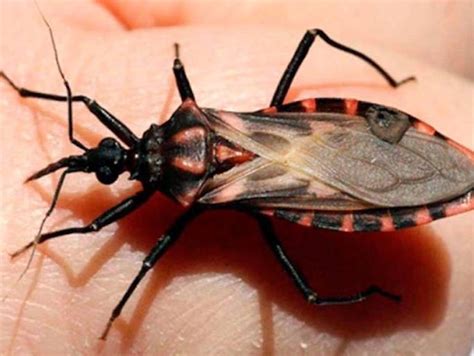 Texas has 11 types of kissing bugs and all carry deadly Chagas disease