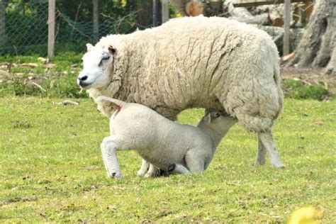 Meat Sheep Breeds and What Is Best for Your Farm - Rural Living Today