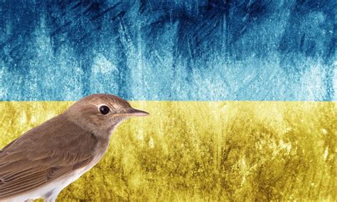 National Animal Of Ukraine (Helpful Content!) - Foreign Lingo