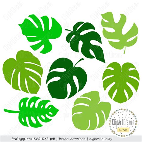 Hand Drawn Clipart Tropical Plant Svg File Jungle Leaves Svg Monstera | Sexiz Pix