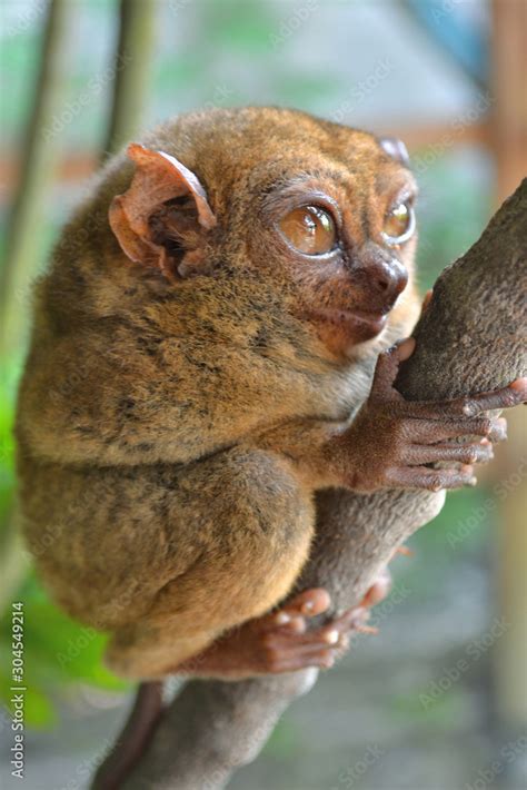 Philippine Tarsier on a branch Stock Photo | Adobe Stock