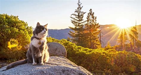 Hiking With Cats: How to Turn Your Kitty Into an Adventure Cat | BeChewy