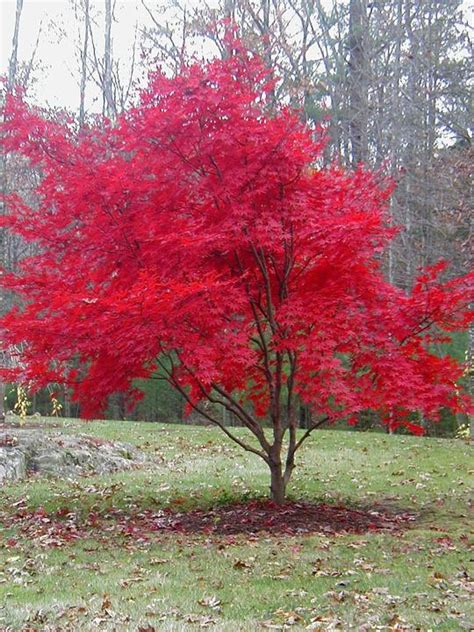 Japanese red maples bring color to fall | Local News | timesenterprise.com