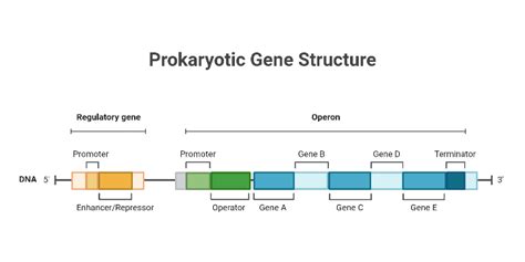 Prokaryotic Gene Structure | BioRender Science Templates