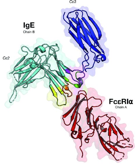 The structure of the human IgE bound to its FcRIa receptor (PDB ID... | Download Scientific Diagram