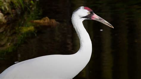 Whooping crane head image - Free stock photo - Public Domain photo ...