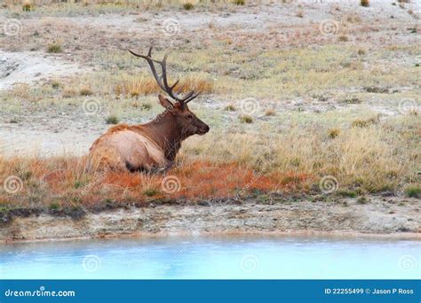 Bull Elk at Yellowstone stock image. Image of mammalogy - 22255499