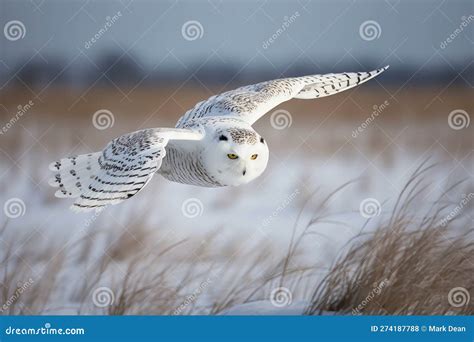 Snowy Owl in a Winters Scene and a Woodland Setting - Generative AI Art Stock Illustration ...