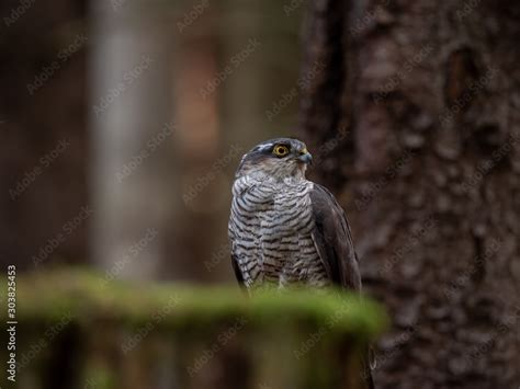 Eurasian sparrowhawk (Accipiter nisus) in dark autumn forest. Eurasian sparrowhawk portrait ...