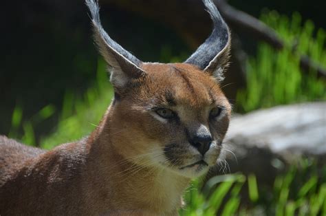 Caracal | ubicaciondepersonas.cdmx.gob.mx