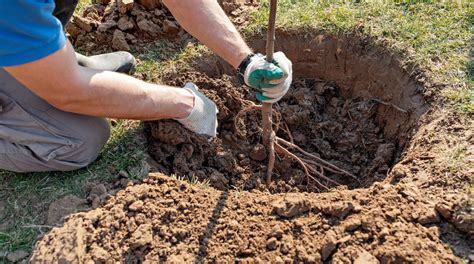 How to Plant and Care for Bare Root Trees | TreeNewal