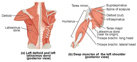 Muscles of the Pectoral Girdle and Upper Limbs | Anatomy and Physiology I