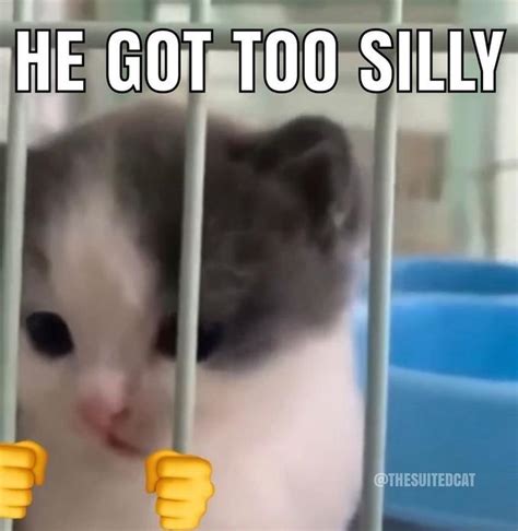 He Got Too Silly | Silly Cats | Know Your Meme