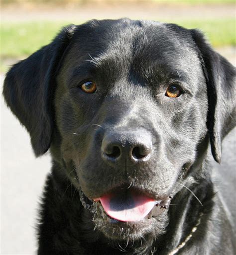 About The Breed: Labrador Retriever Highland Canine Training | lupon.gov.ph