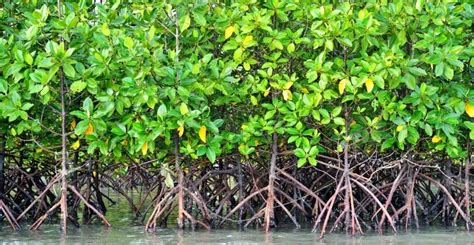 For 5,000 Years Mangroves In Mexico Have Been Storing Carbon