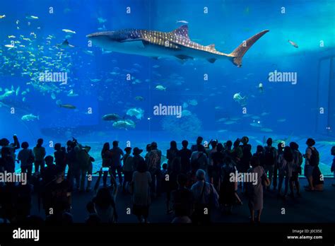 Whaleshark in the Churaumi Aquarium, Ocean Expo Park, Okinawa, Japan ...