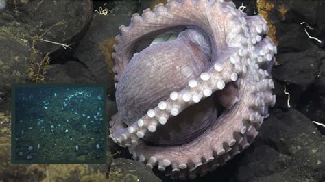 Unveiling the depth: Third active octopus nursery found in deep-sea habitat off Costa Rican ...