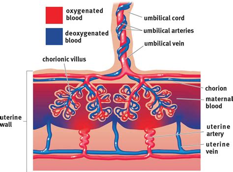 Fetal Circulation Anatomy - Anatomy Reading Source