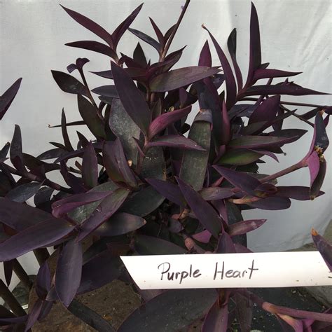 Indoor Purple Heart Plant - Plant Ideas