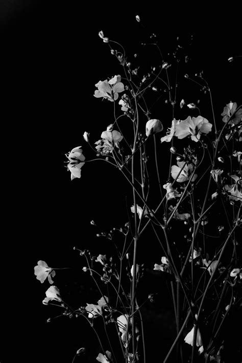 Black And White Floral Wallpaper Designs