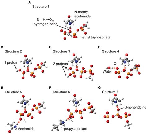 Models used to test the dependence of hyperconjugation and O3β―Pγ bond... | Download Scientific ...