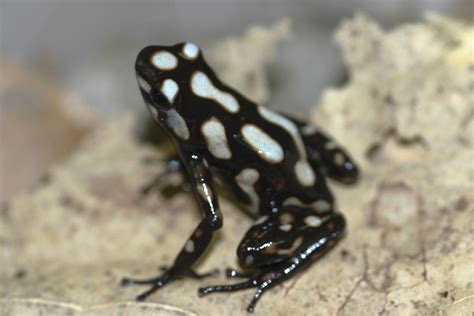 Dendrobates auratus (white morph) | Brian Gratwicke | Flickr