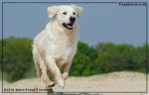 Great Pyrenees Growth Chart (Weight Chart & Size Chart)