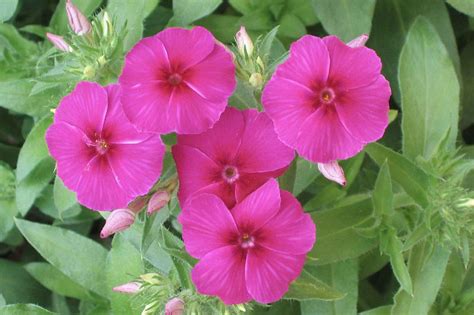 Phlox drummondii (Annual Phlox)