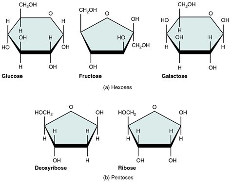 Chemistry Of Nutrition | Brilliant Math & Science Wiki