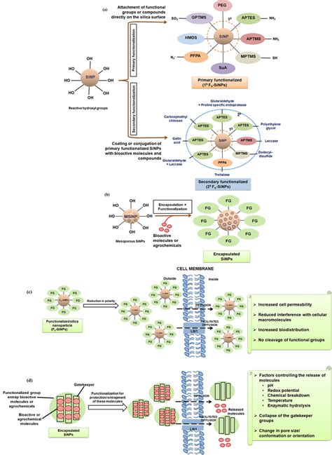 Types of surface functionalization and encapsulation of silica... | Download Scientific Diagram