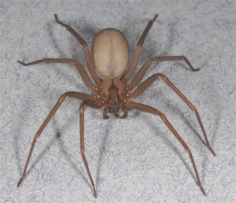 Brown recluse: Pest management tips for the spider that's not as common as you think