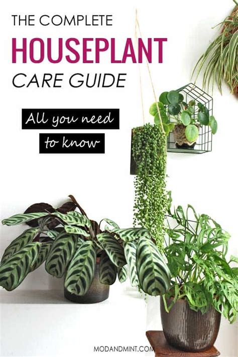 Complete Indoor Plant Care Guide | Indoor plant care guide, House plant care, Indoor plant care