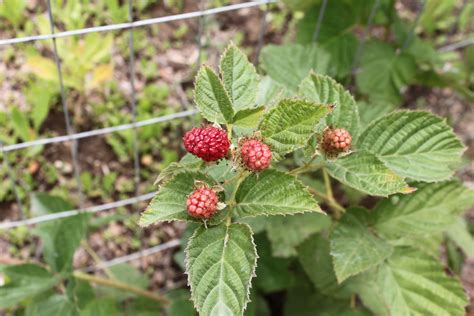 Olallieberry, a Northern California summer favorite! The olallieberry ...