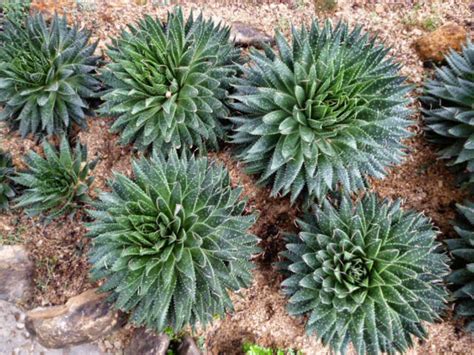 How to Grow and Care for a Lace Aloe (Aloe aristata) | World of Succulents