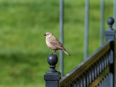 Female House Finches Vs Male House Finches: How to Identify the Differences [Facts + FAQs ...